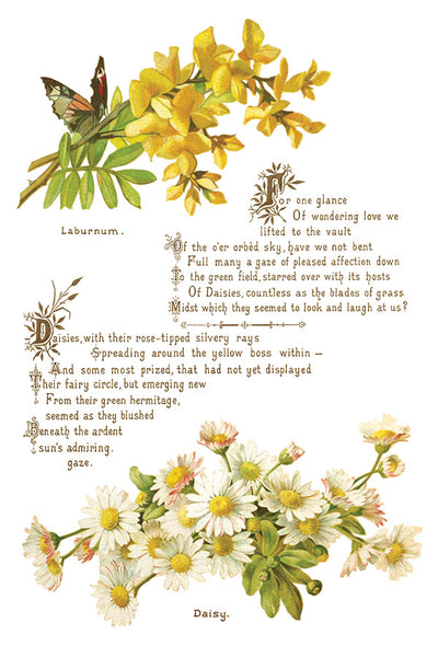 Lover of Flowers Transfer Pad