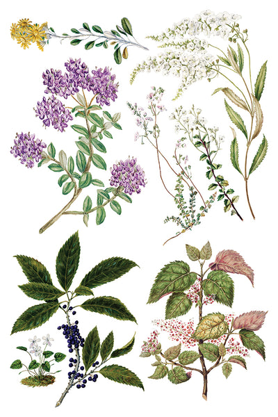 Sarah Featon's Botanicals IOD Transfer