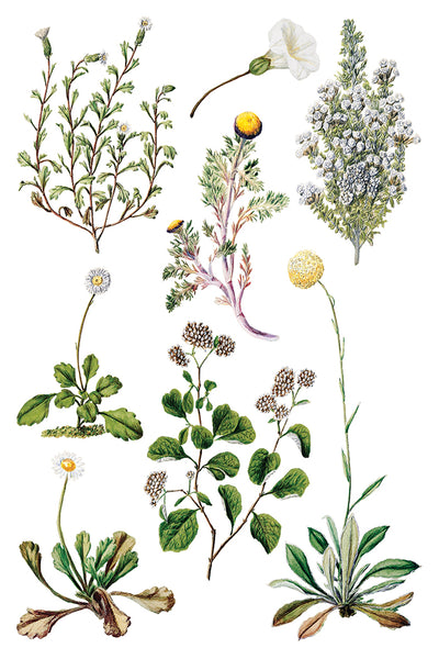 Sarah Featon's Botanicals IOD Transfer
