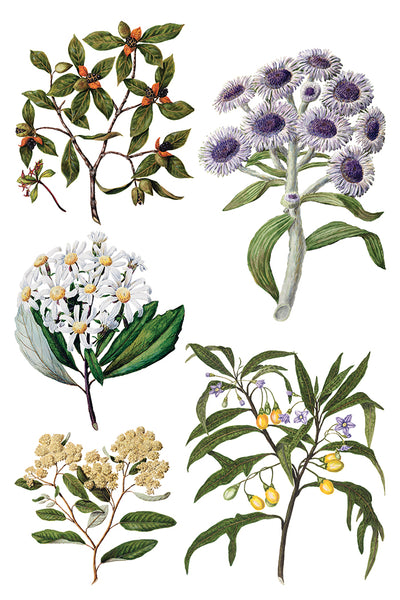 Sarah Featon's Botanicals IOD Transfer