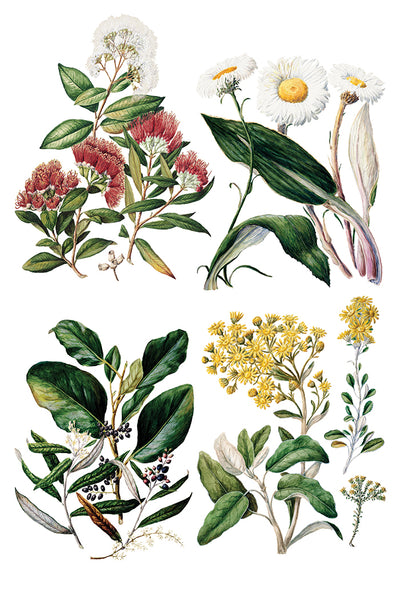 Sarah Featon's Botanicals IOD Transfer