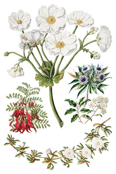 Sarah Featon's Botanicals IOD Transfer