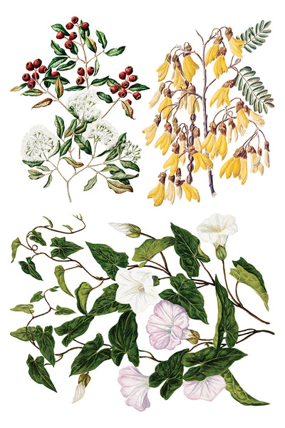 Sarah Featon's Botanicals IOD Transfer