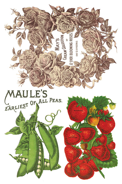 Seed Catalouge Transfer Pad