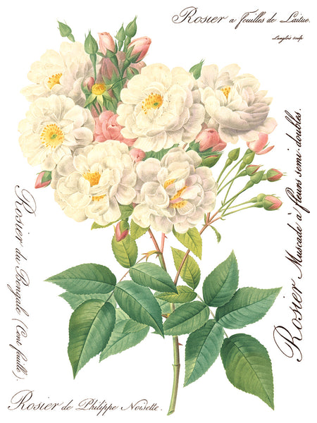 Rose Botanical Transfer - IOD