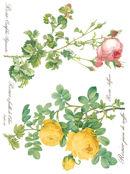 Rose Botanical Transfer - IOD