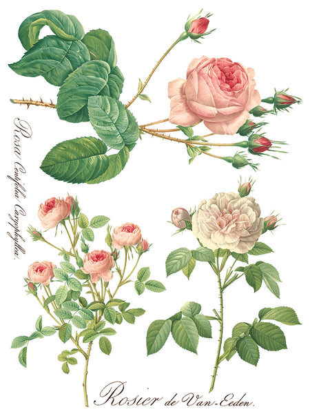 Rose Botanical Transfer - IOD