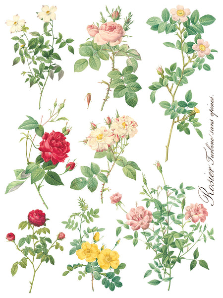 Rose Botanical Transfer - IOD