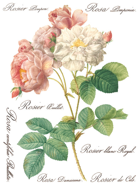 Rose Botanical Transfer - IOD