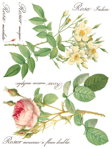 Rose Botanical Transfer - IOD