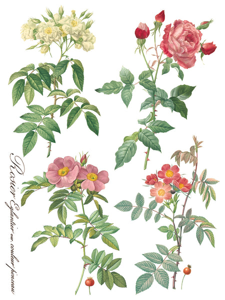 Rose Botanical Transfer - IOD