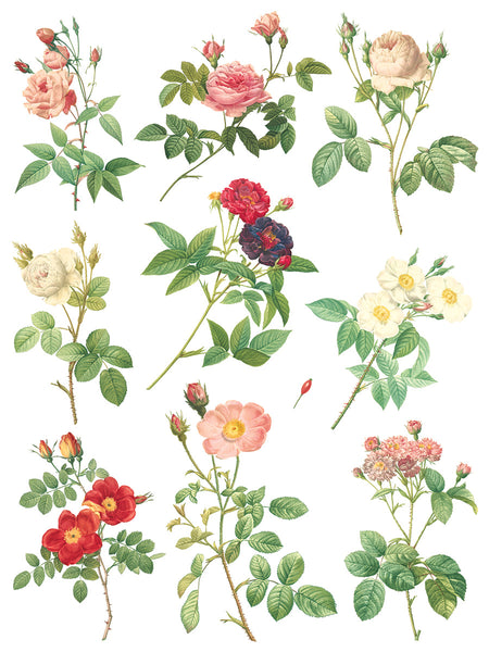 Rose Botanical Transfer - IOD