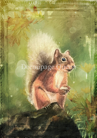 Woodland Squirrel - 0819 Rice Paper by Decoupage Queen