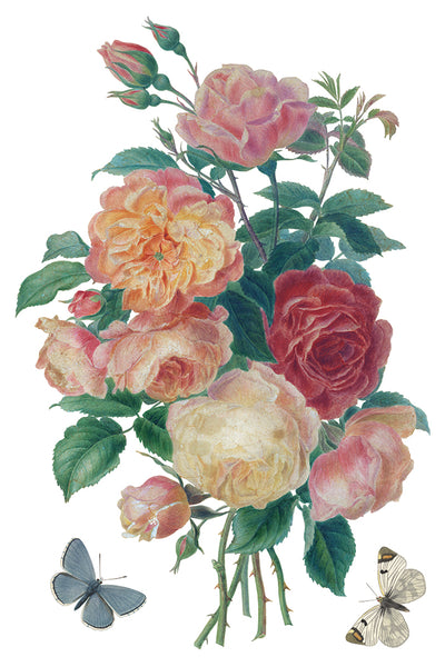 Sainte Quen IOD Transfer